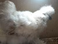Chickens — լուսանկար 5