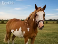Hengst, American paint horse — Foto 3