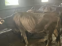 Vaca, Ganado vacuno — foto 2