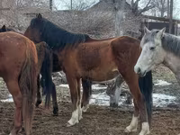 Mare, Kazakh horse — photo 7