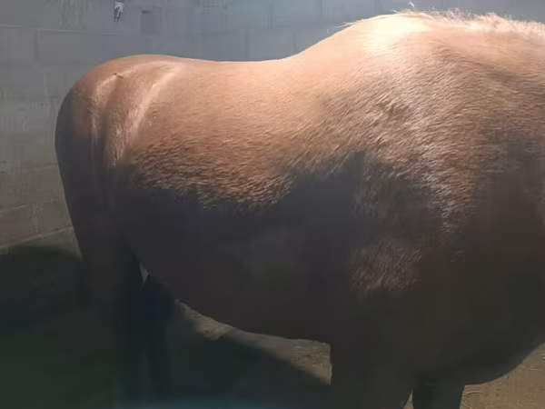 Էգ ձի, Budyonny horse