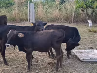 Bull, Cattle — photo 6