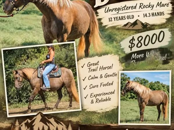 Égua, Kentucky mountain daddle horse