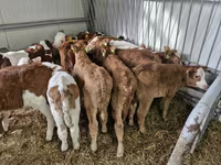 ԽՍԿ (խումբ, սեռը նշված չէ), Simmental cattle — լուսանկար 3