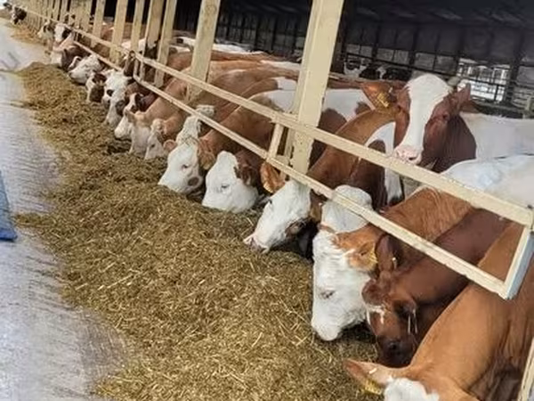 Cow, Aberdeen-Angus