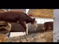 Կով, Գոլշտինյան ցեղատեսակ — լուսանկար 6
