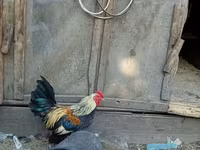 Bantam — Foto 1