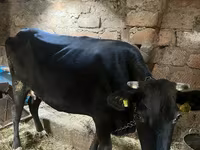 Կով, Խոշոր եղջերավոր — լուսանկար 2