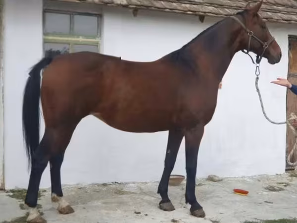 母马, Horses