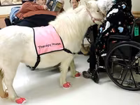 Էգ ձի, Miniature horse — լուսանկար 5