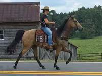 Stute, Missouri foxtrotter — Foto 8