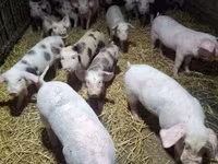 Sow, Pigs — photo 7