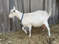 Bode, Saanen goat — foto 8