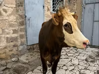 Kuh, Simmental cattle — Foto 6