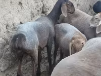Ոչխար, Arashan sheep — լուսանկար 5