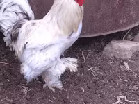 Brahma — Foto 2