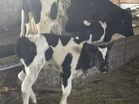 公牛, Russian Black pied cattle — 照片 3