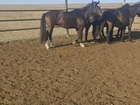 Ձի, New Altai Horse — լուսանկար 1