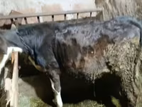 Ցուլ, Գոլշտինյան ցեղատեսակ — լուսանկար 3
