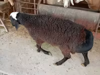 كبش, Blackheaded Persian sheep — الصورة 4