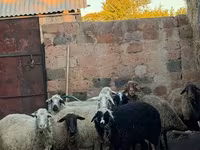 Ոչխար, Ոչխարներ — լուսանկար 1