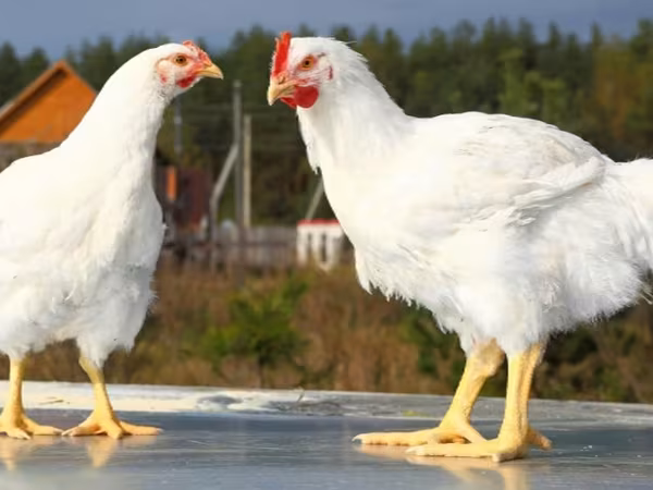 Chickens