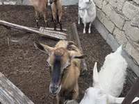 Էգ այծ, Saanen goat — լուսանկար 8