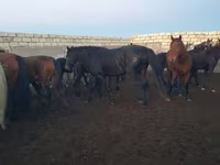 Hengst, Kushum Horse — Foto 7