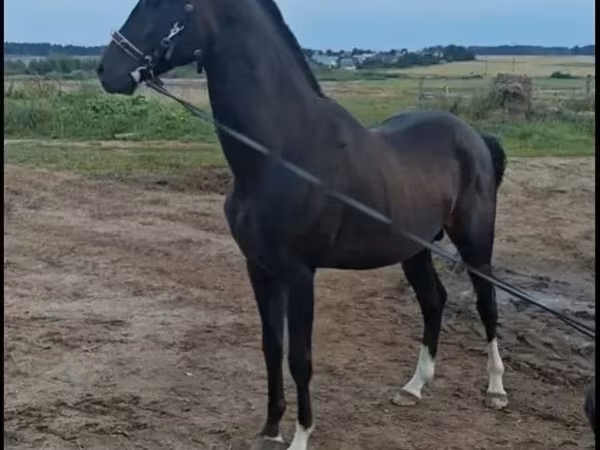 Ձի, Akhal-Teke