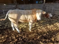 Touro, Bovinos — foto 4