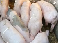 Արու խոզ, Խոզեր — լուսանկար 4