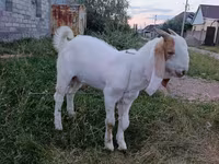 Արու այծ, Gulabi goats — լուսանկար 3