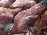 Chickens — լուսանկար 4