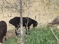 Ոչխար, Ոչխարներ — լուսանկար 3