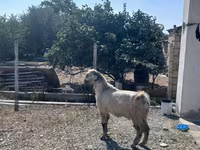 Արու այծ, Damask goat — լուսանկար 5