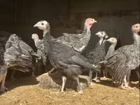 Turkeys — լուսանկար 2