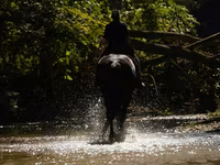 公马, Friesian — 照片 7
