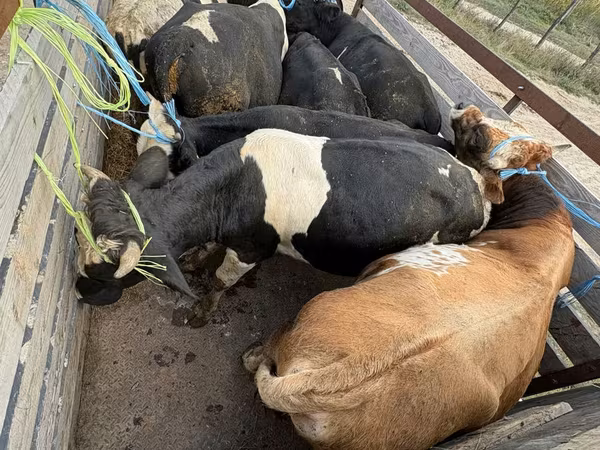 Kuh, Simmental cattle