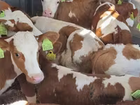 牛只（批次，未指定性别）, Simmental cattle — 照片 1