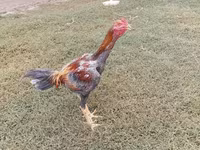 Chickens — foto 5
