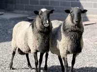 Schaf, Romanov sheep — Foto 2