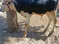 Bulle, Russian Black pied cattle — Foto 2
