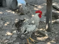 Chickens — الصورة 1