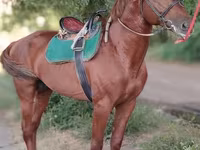 घोड़ा, Trakehner — फ़ोटो 6