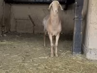 मेढ़ा, Arashan sheep — फ़ोटो 5