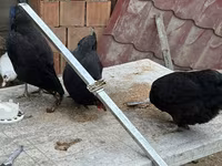 Chickens — Foto 1
