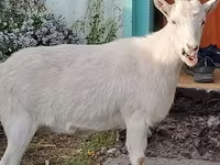 Cabra, Saanen goat — foto 3