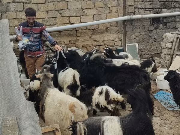母山羊, Goats