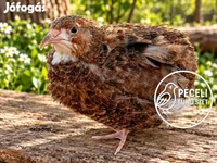 Quails — Foto 8