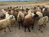 Ոչխար, Ոչխարներ — լուսանկար 2